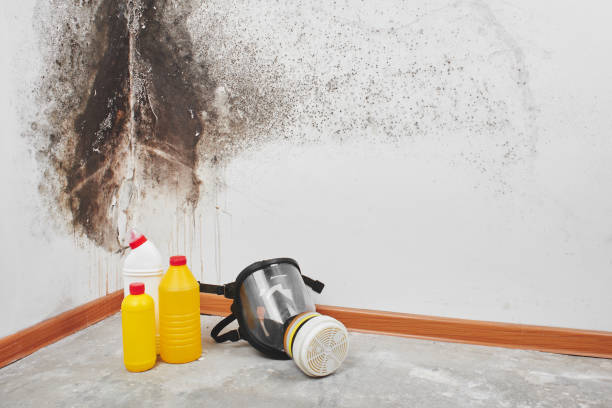 Best Mold Remediation  in Conrad, IA