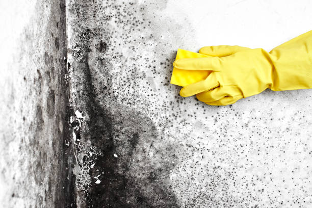 Best Affordable Mold Removal  in Conrad, IA