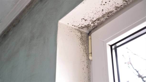 Best Professional Mold Removal  in Conrad, IA