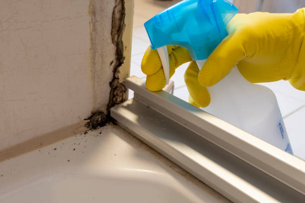 Best Mold Testing  in Conrad, IA