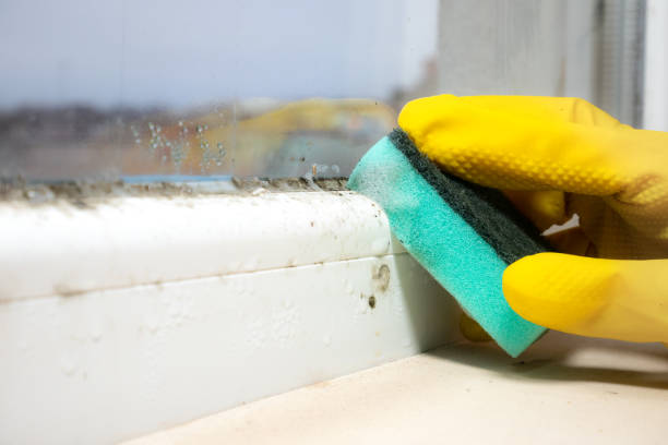 Best Black Mold Removal  in Conrad, IA