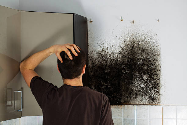 Best Home Mold Removal  in Conrad, IA