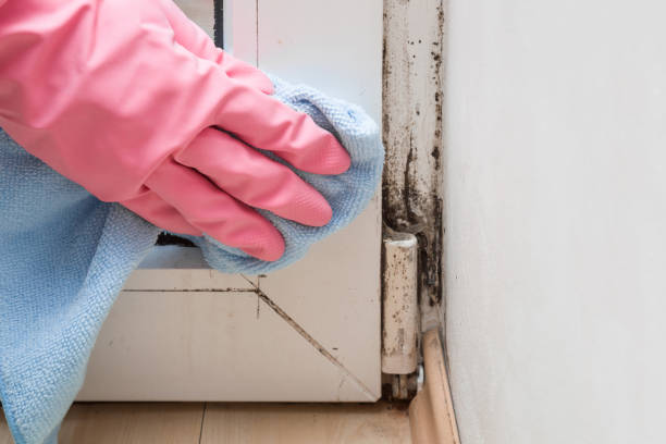 Reliable Conrad, IA Mold Removal Solutions