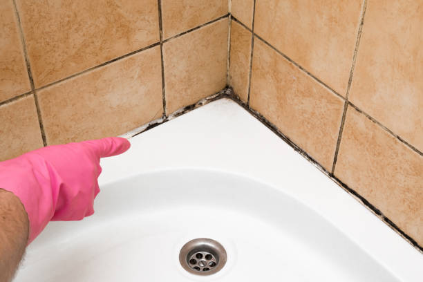 Best Mold Remediation  in Conrad, IA